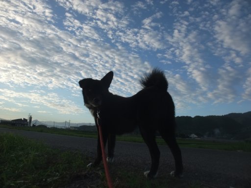 この一散歩に定むべし