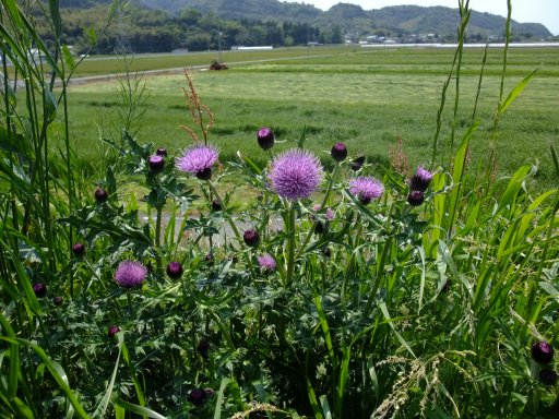 ファイル 114-2.jpg