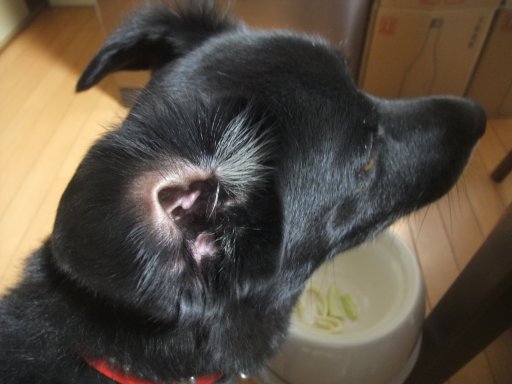 姫の耳に念仏を