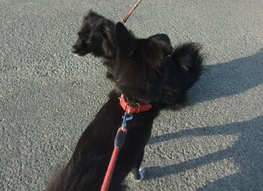 ファイル 1156-3.jpg