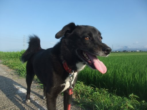 ファイル 1156-4.jpg