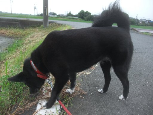 姫のやる気むんむん