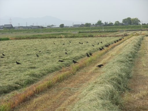 ファイル 116-2.jpg