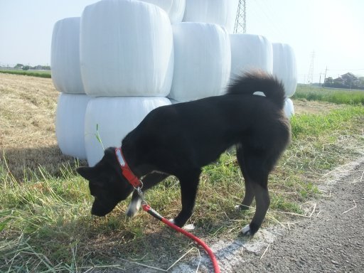 ファイル 116-3.jpg