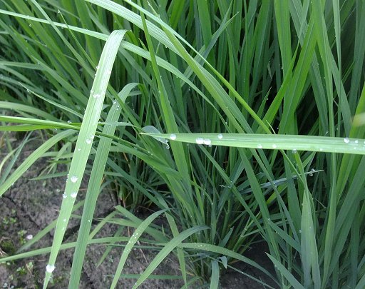 ファイル 1162-5.jpg