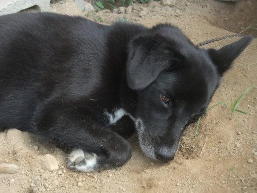 ファイル 1165-4.jpg