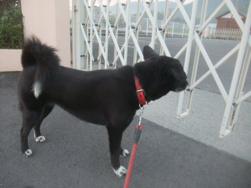 ファイル 1167-4.jpg