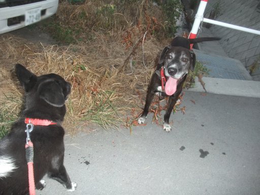 ファイル 1171-3.jpg