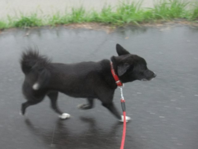 ファイル 1182-4.jpg