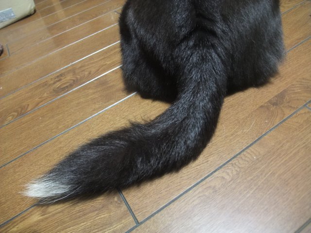 姫のダイエット生活