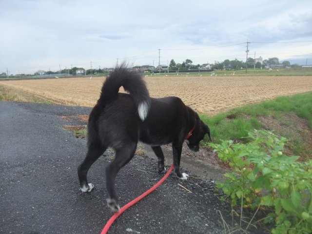 神無月の彼岸花