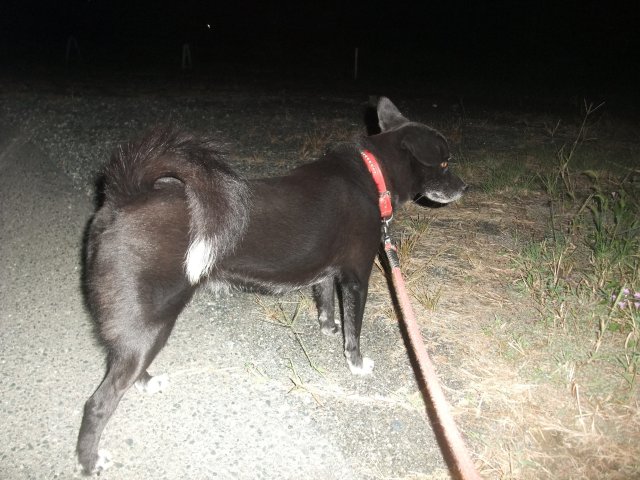 帰らないでしゅ