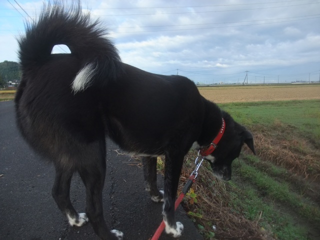 セイタカアワダチ草