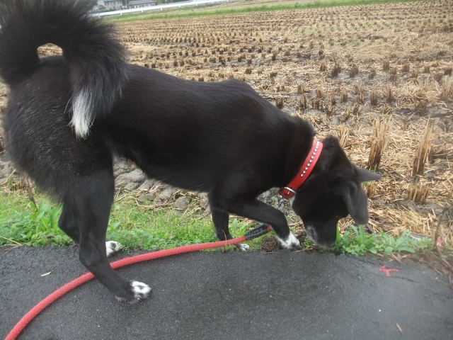 ファイル 1239-2.jpg