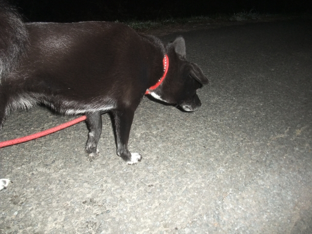 テリトリー拡大