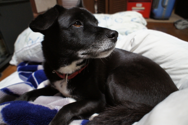 12月の雨（自己弁護編）