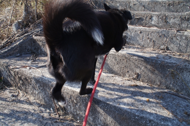 姫、駆け上がる