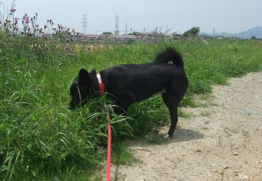 晴ればってん、いまいち