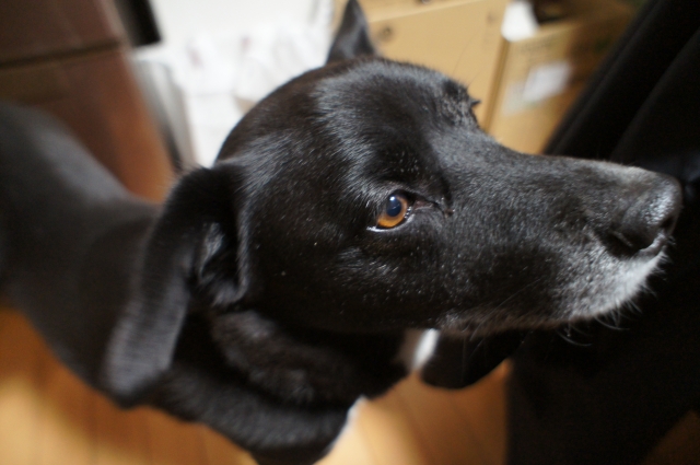 セロトニン足りてる？