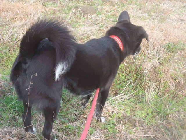 冬は朝寝のぜいたくで