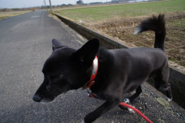 冬はジョギング