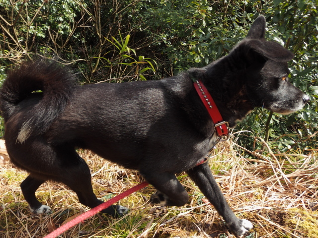 姫、お山へ行く