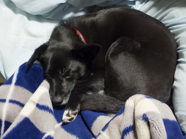 姫はお疲れかも