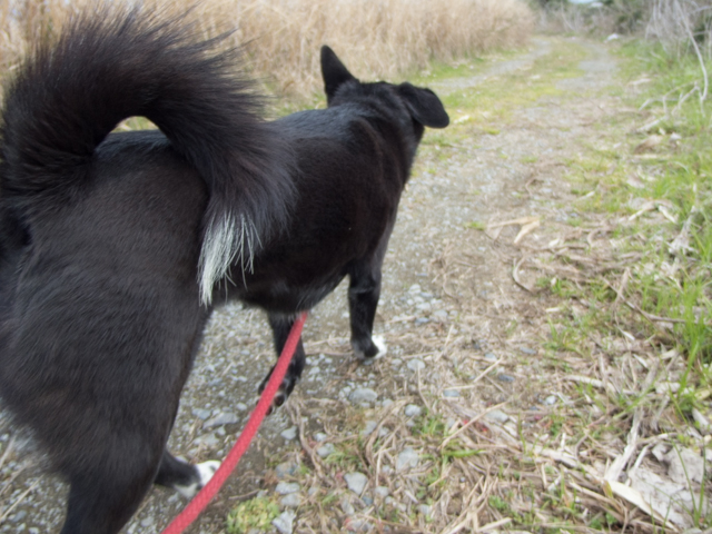 行きはよいよい