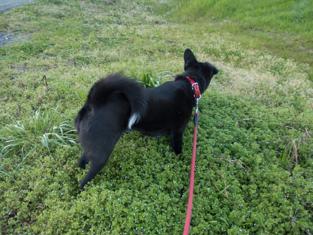 芽吹きの雨のち晴れ