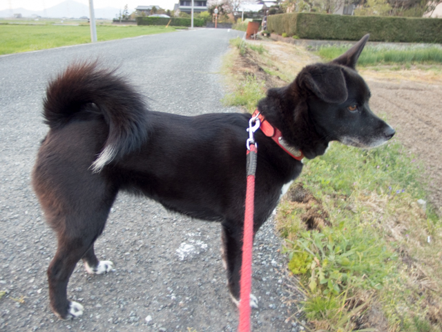 増税より増ぜい肉