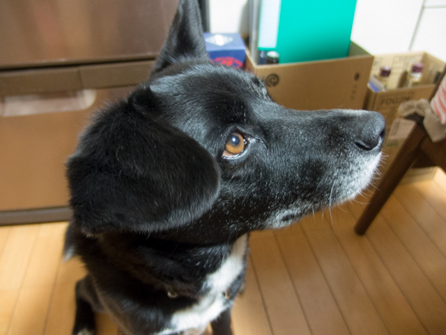 見上げてごらん夜の...