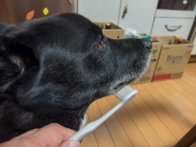 虫歯予防するでぇ