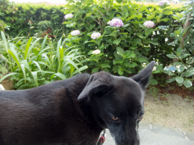 イヴ姫　12.43ｋｇ