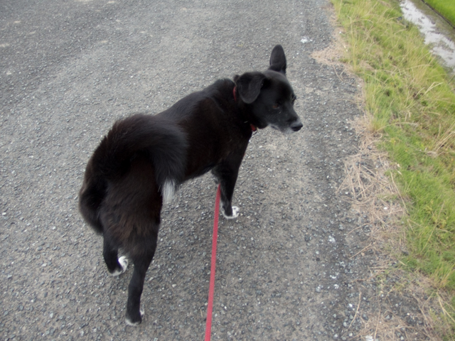 ここ撮れワンワン