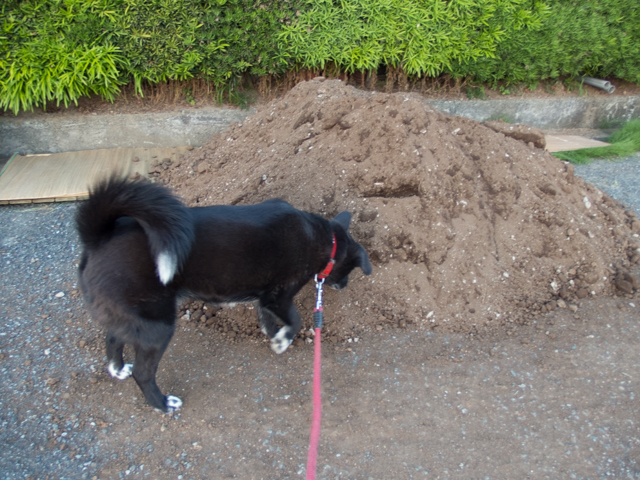 金曜日に土、来たる