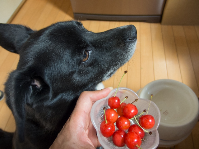 真っ赤なさくらんぼ
