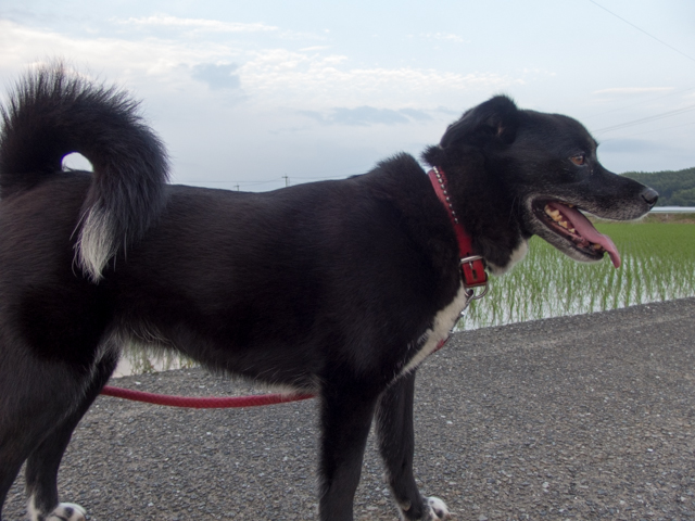 イヴ姫 受難の雨