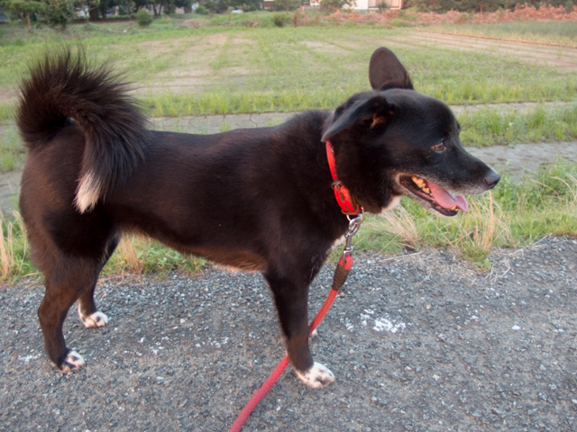 鉄塔の向こうに夕日を見た