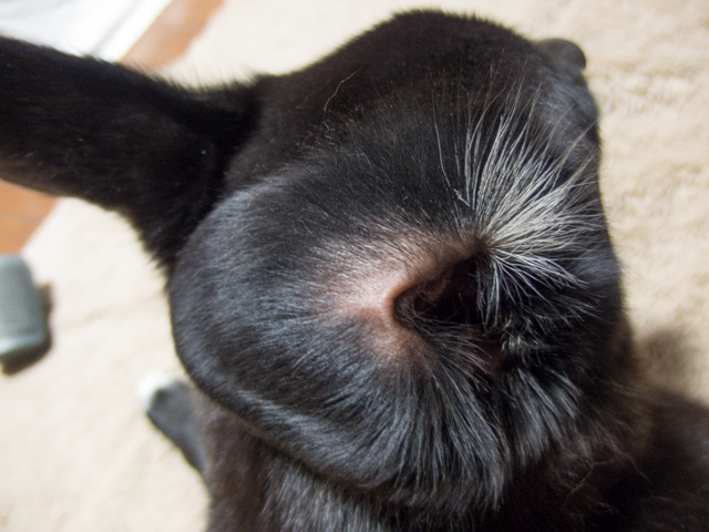 姫の耳は裏返エル