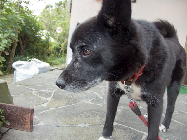 腹八分で姫元気