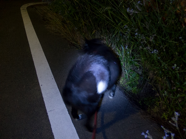 猫に邪魔され散歩あゆまず