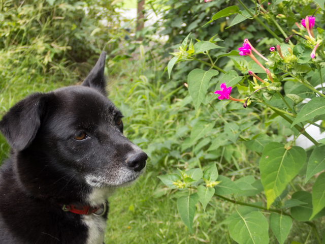 白粉花（おしろいばな）