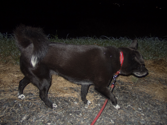 姫のダイエット生活