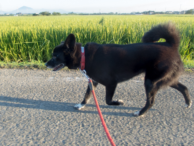 天高く姫肥える秋