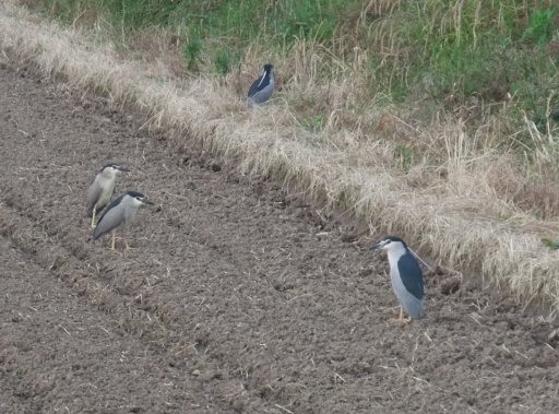 ファイル 149-2.jpg