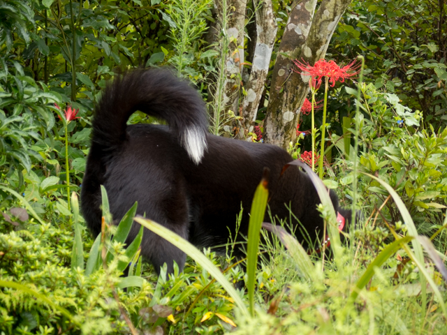 イヴ姫さま満七歳