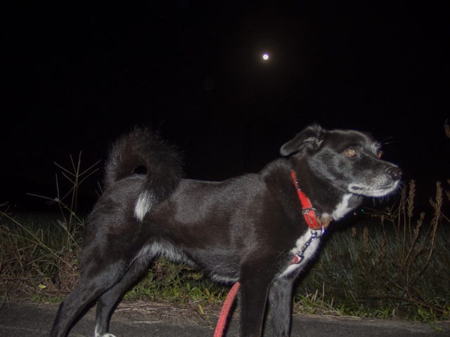 月の光は優しくて