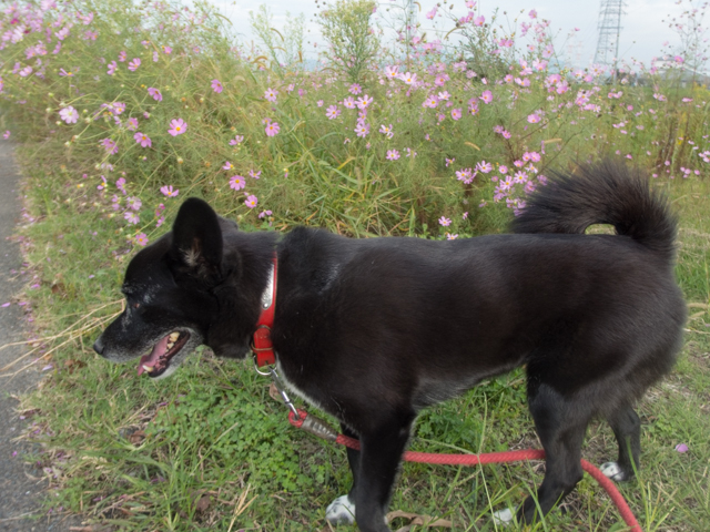 復活の狼煙（のろし）