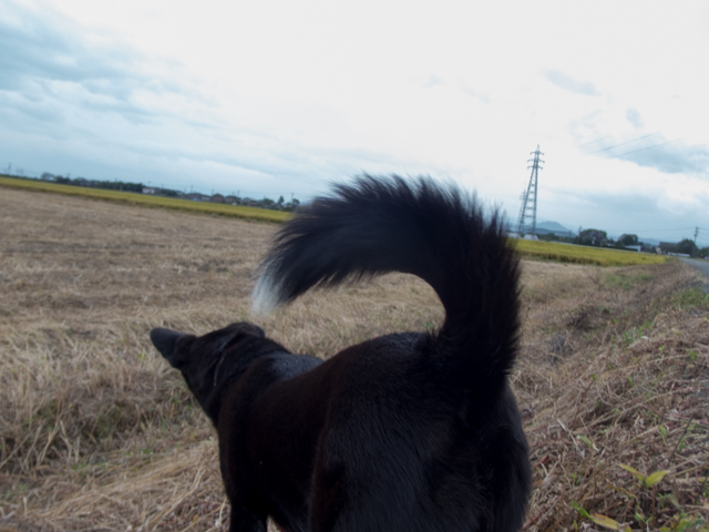 風にそよぐ姫のしっぽ