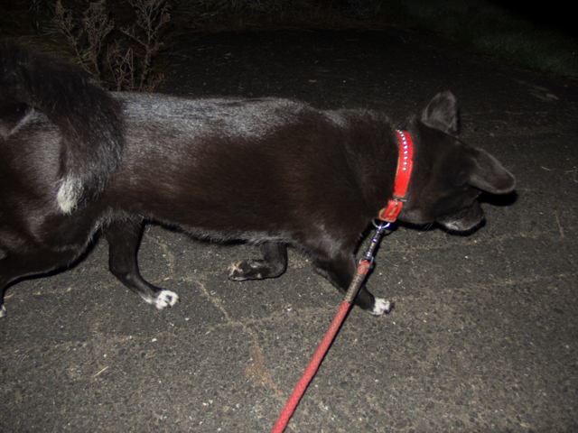 姫はダイエット、飼い主は？